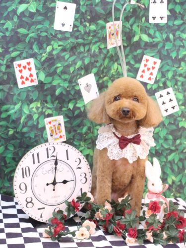 20250423かぐらちゃん